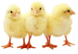 AdobeStock Chicks 300x94