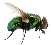 fly ayugenpharma