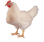 poule reproductrice genetique coloree sa39s 250p