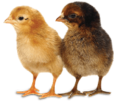 poultry lifestage chicks e1542270995506